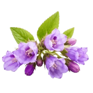Allantoin
