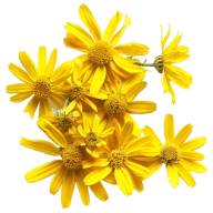 Arnica Flower Extract
